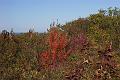 fall 036